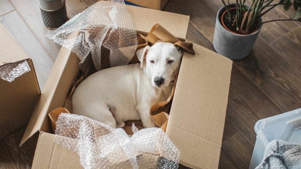 Everything You Need to Know About Moving Your Pets